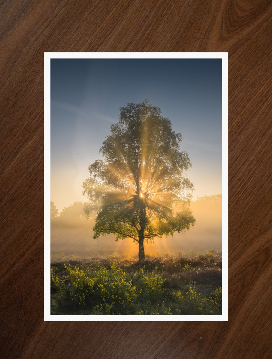 The Sun Tree print