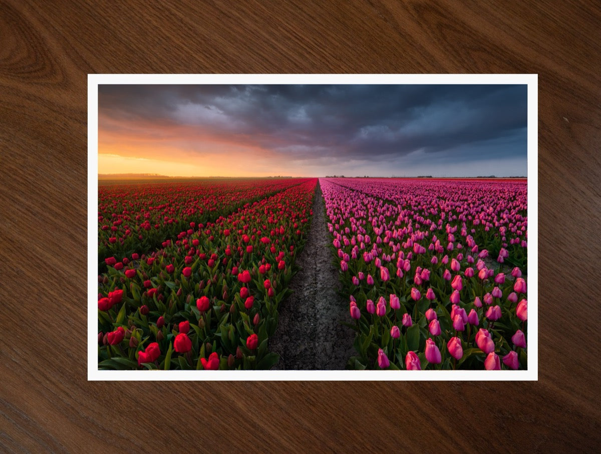 The Tulip Road print
