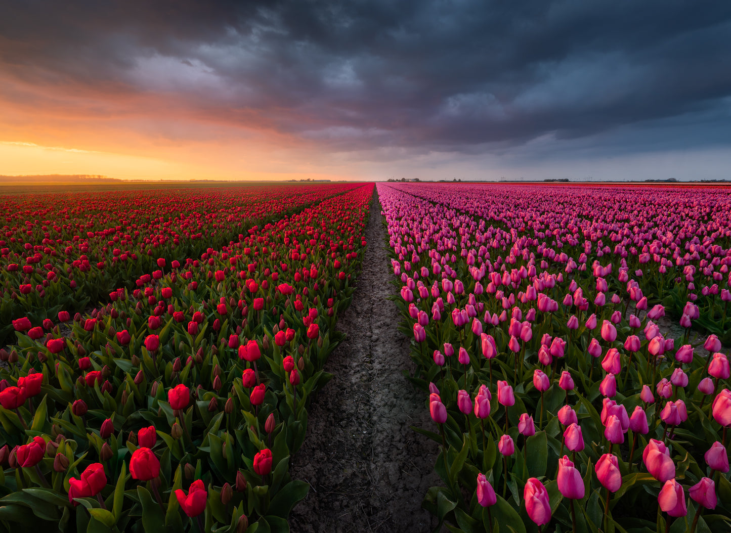 The Tulip Road