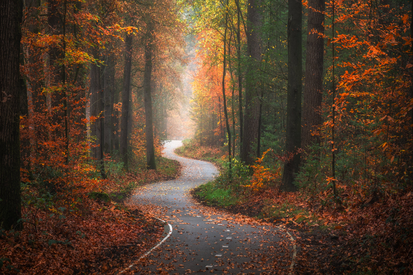 The Winding Path