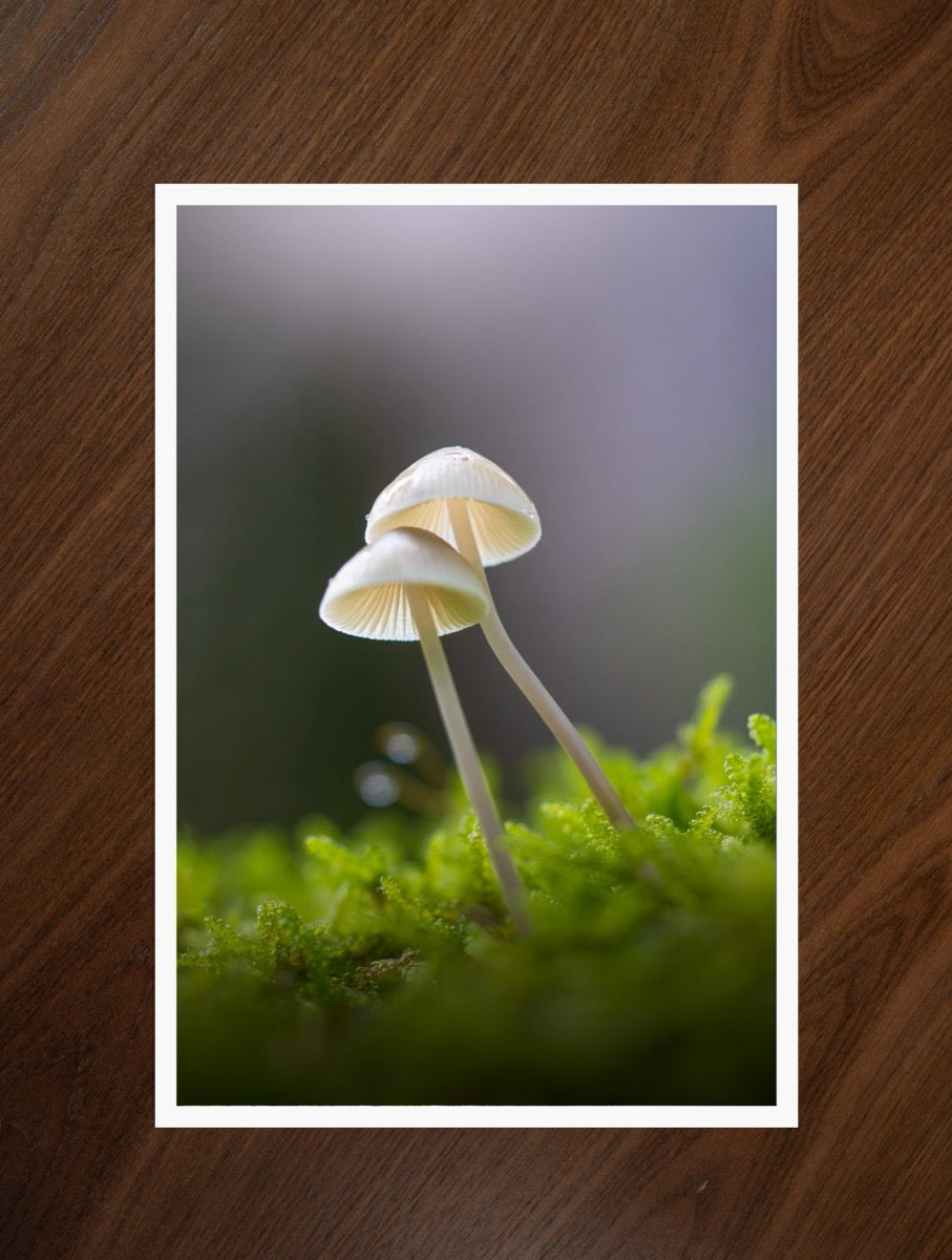 Three of a Kind print
