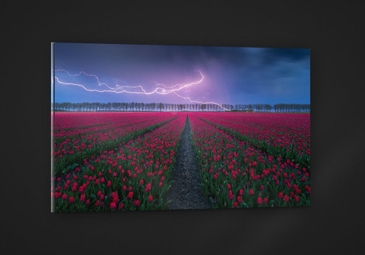 Tulip Strike acryl