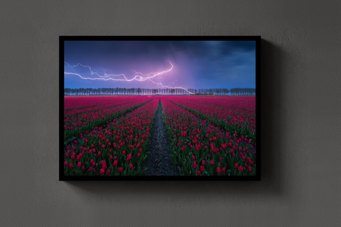 Tulip Strike lijst