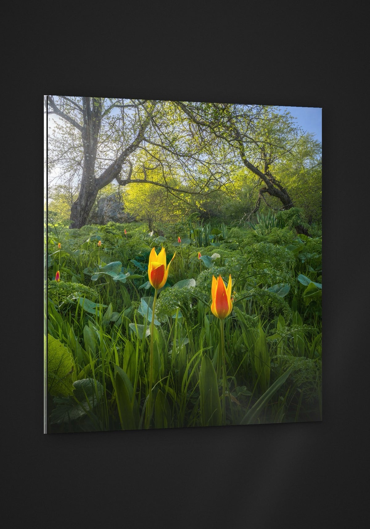 Tulips in the Wild acryl
