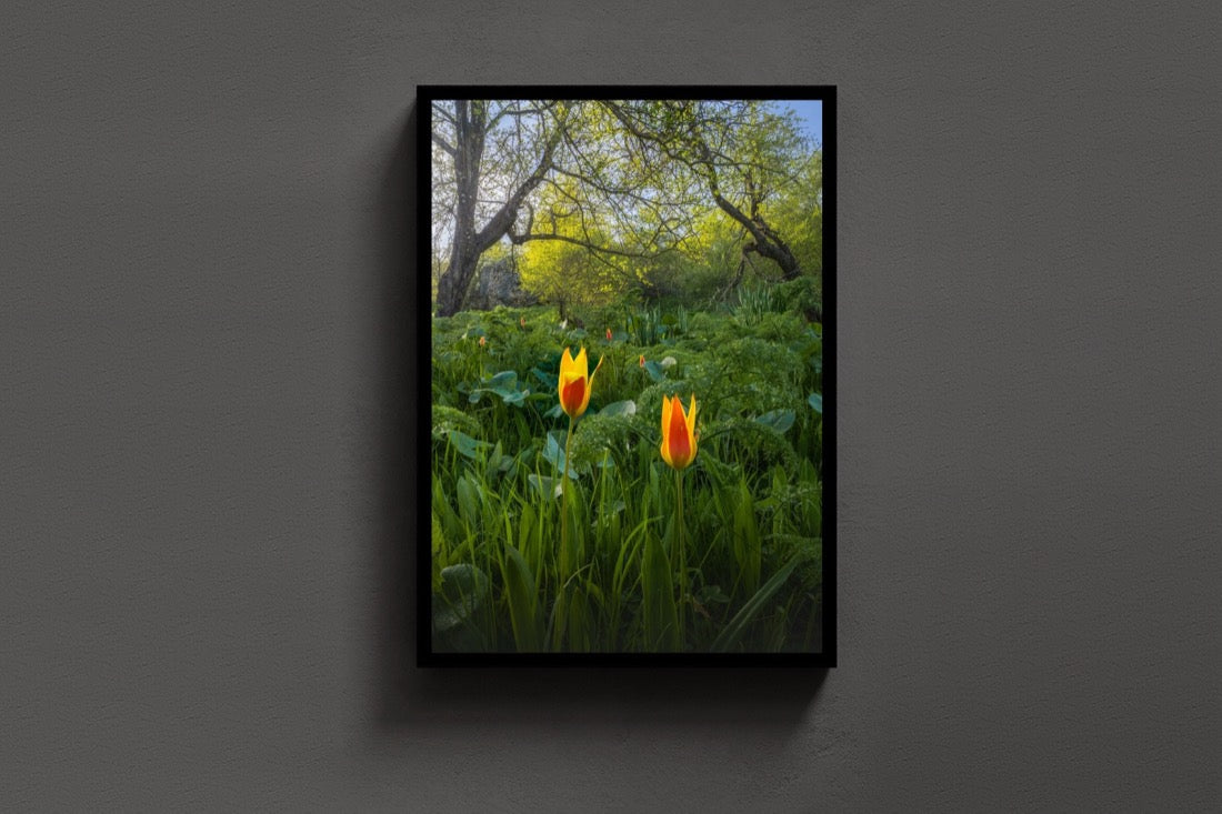 Tulips in the Wild lijst