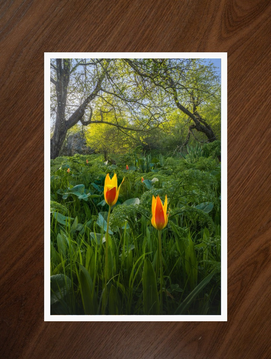 Tulips in the Wild print