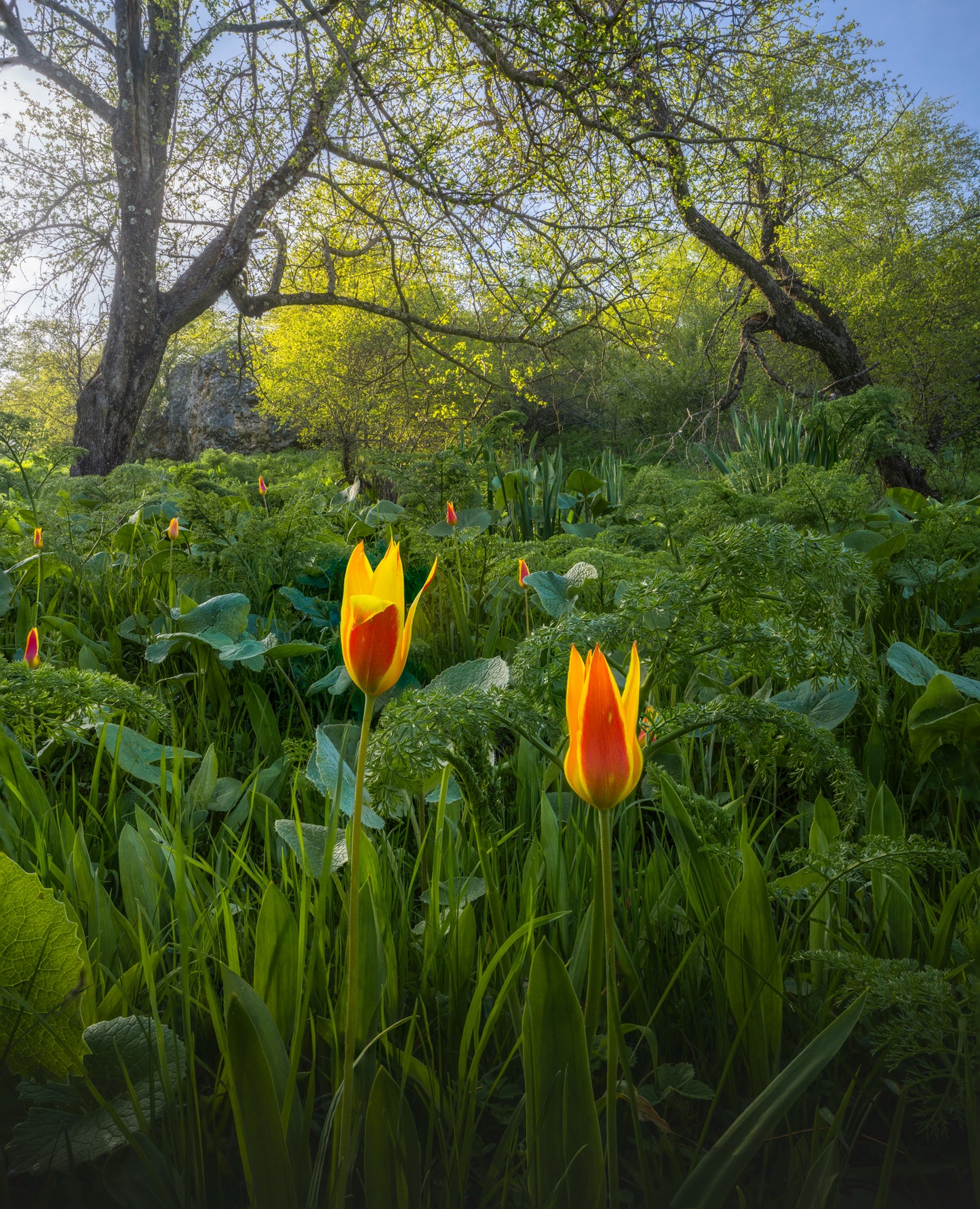 Tulips in the Wild