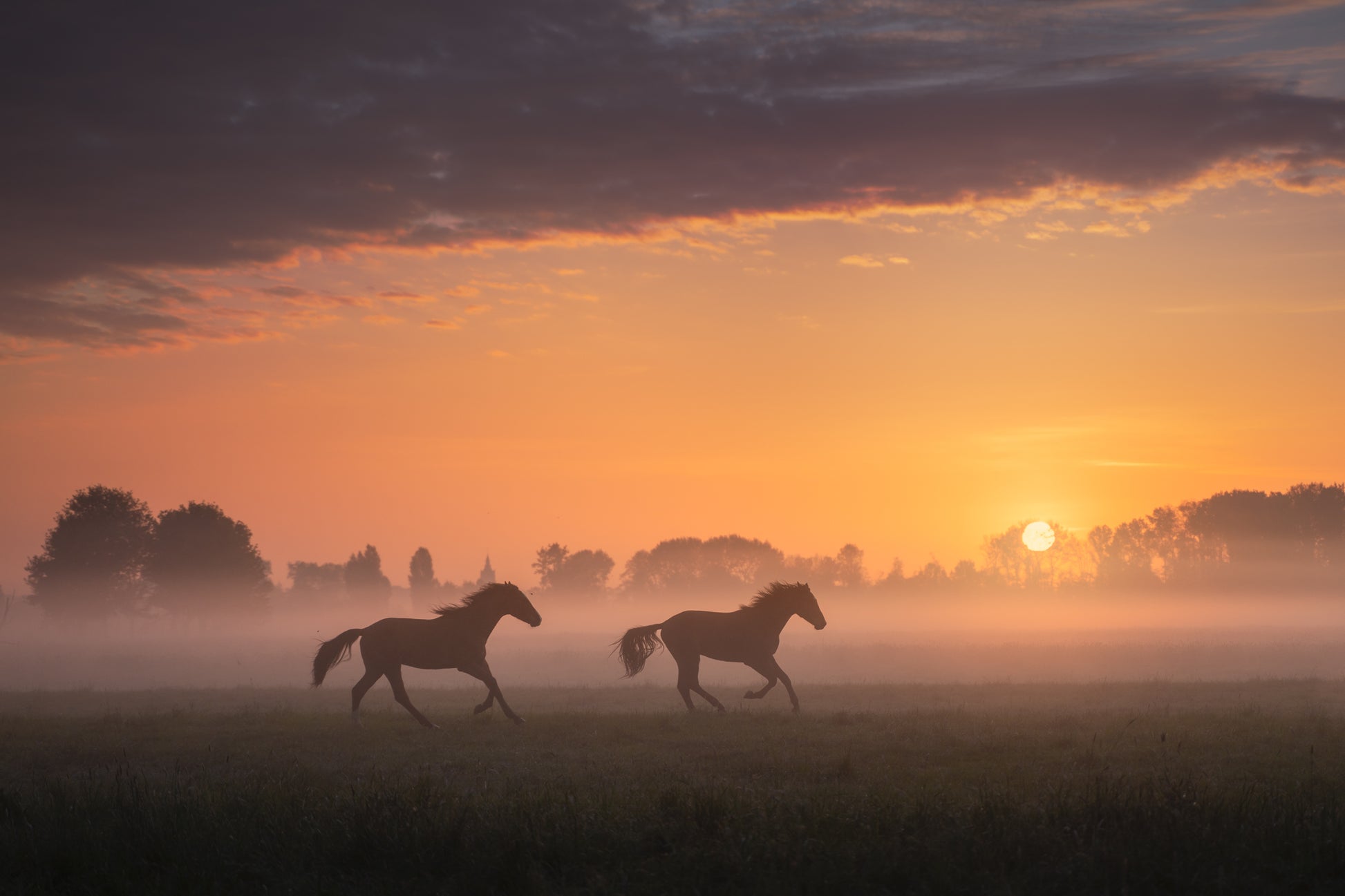 Two Horses