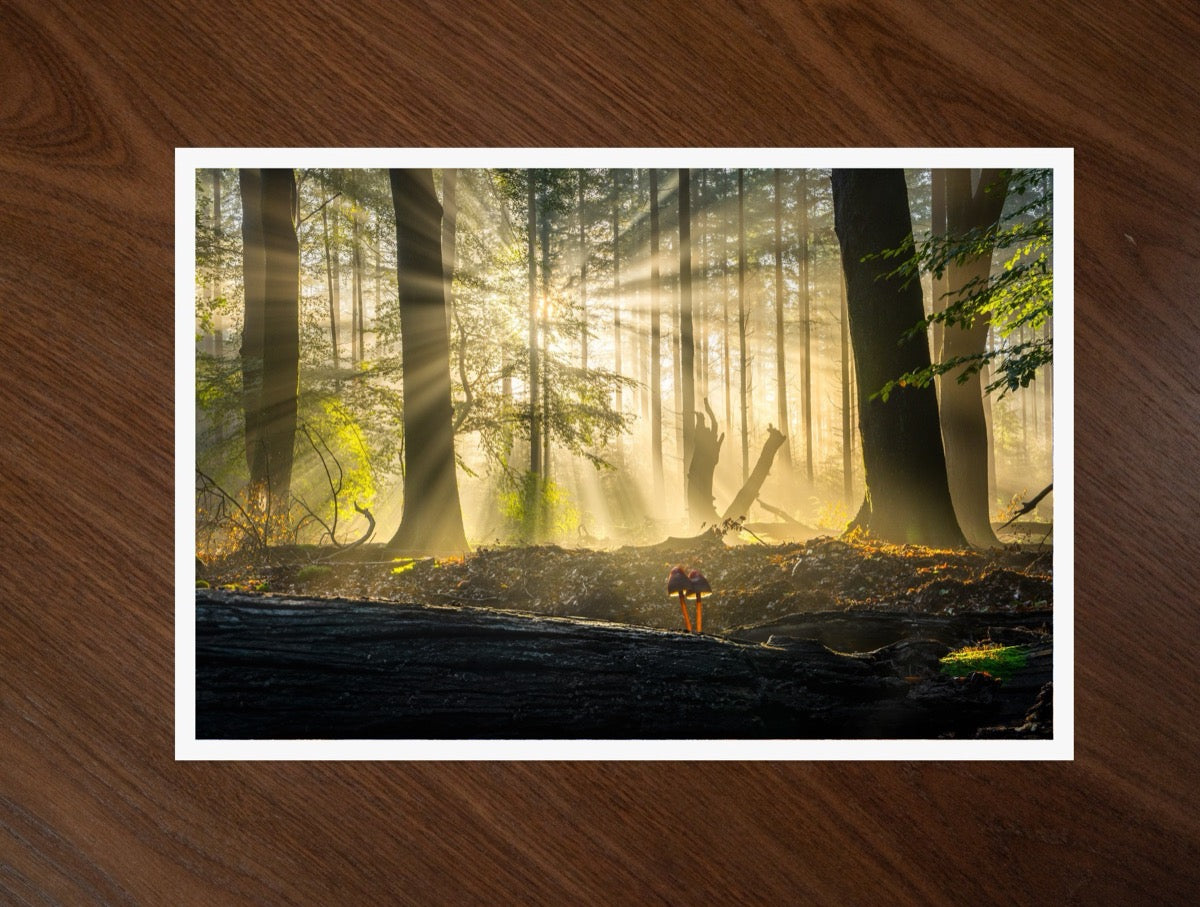 Two in the Light print