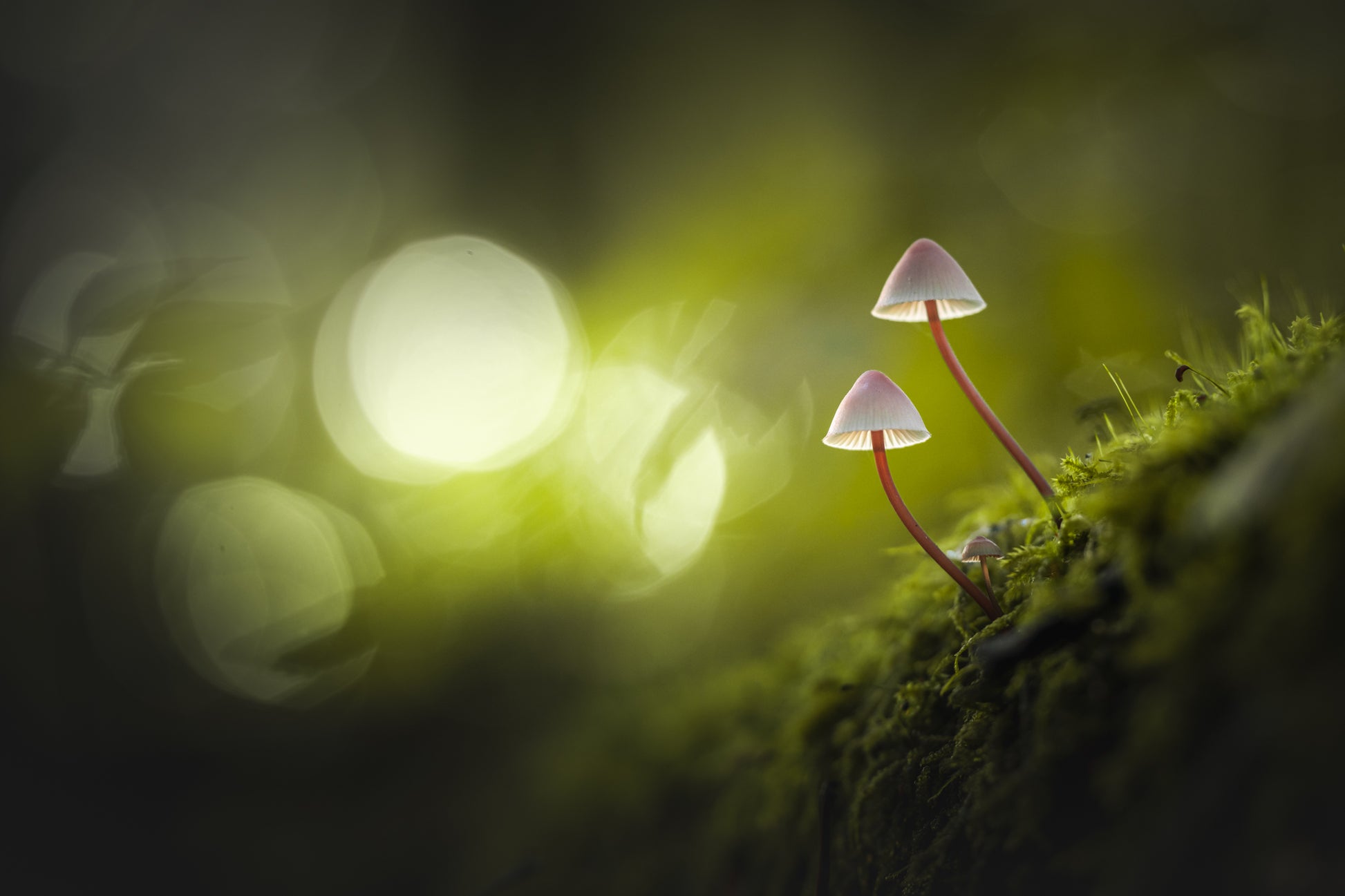 Two Little Ones