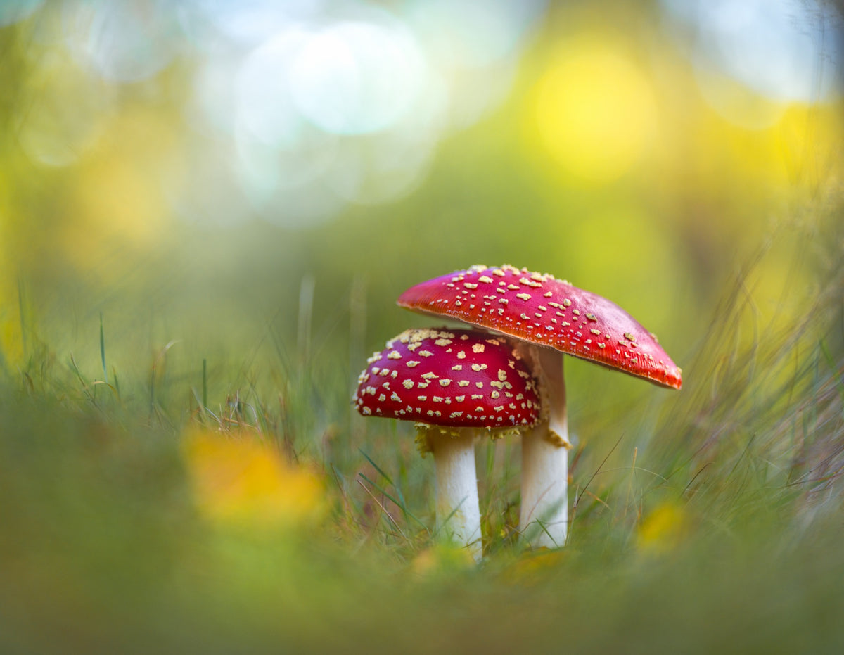 Two Red Caps