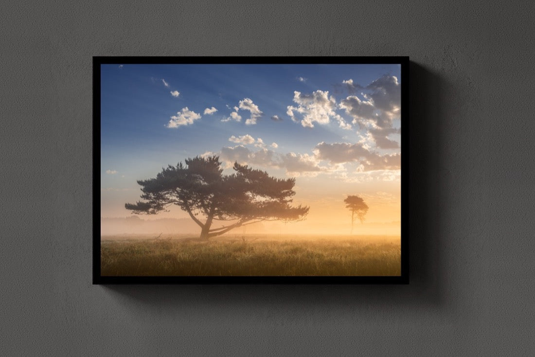 Two Trees at Dawn lijst