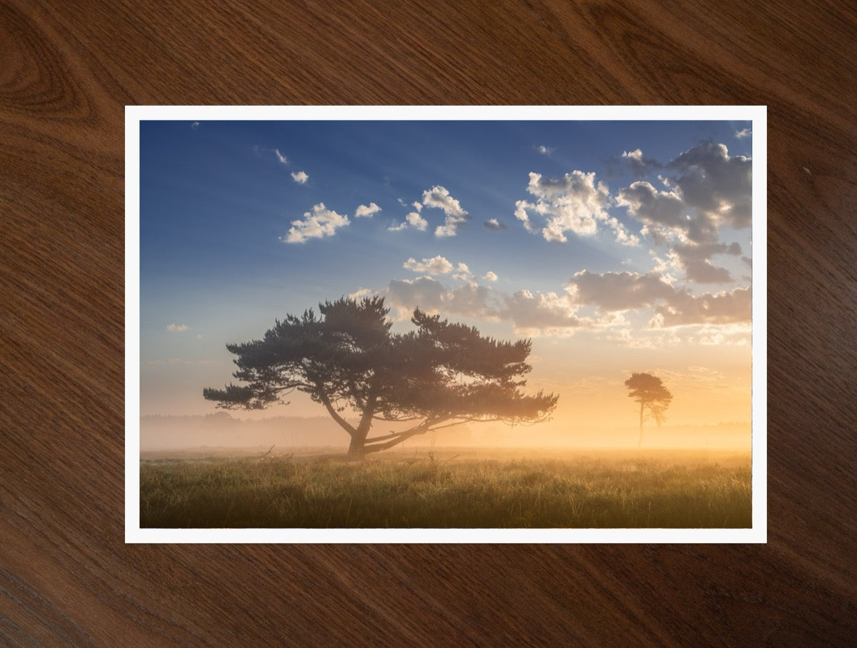Two Trees at Dawn print