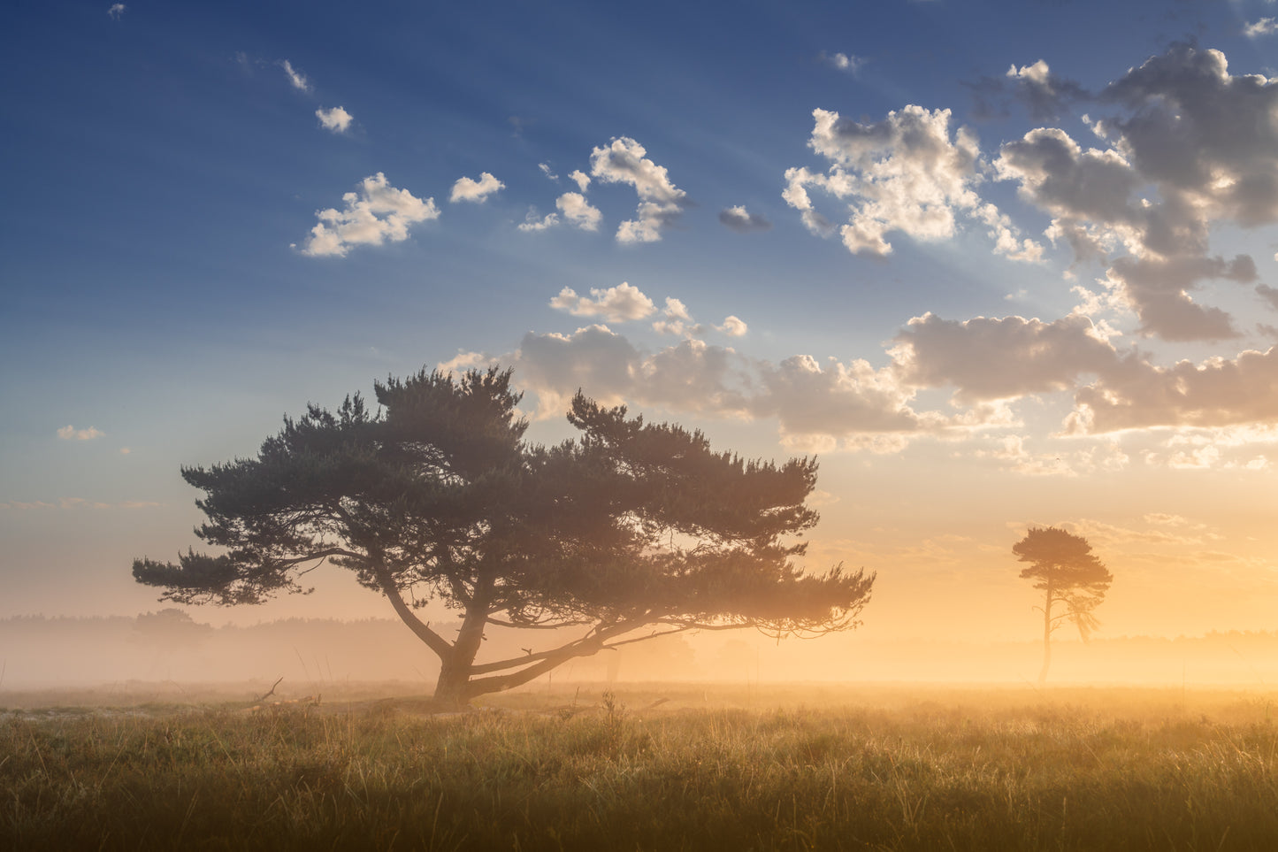 Two Trees at Dawn