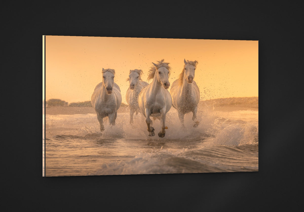 White Angels of Camargue acryl