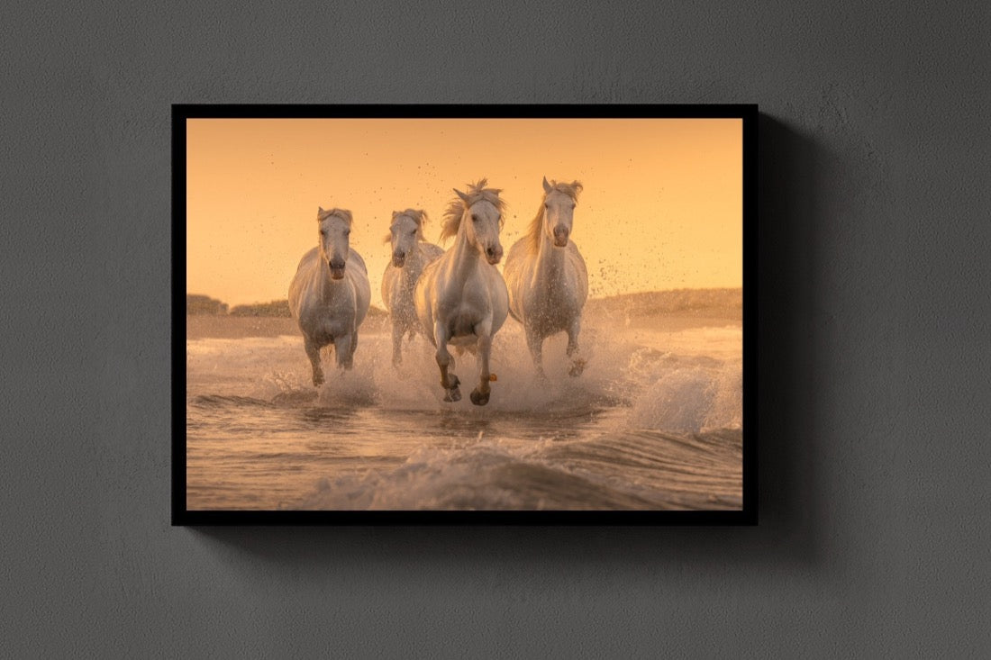 White Angels of Camargue lijst