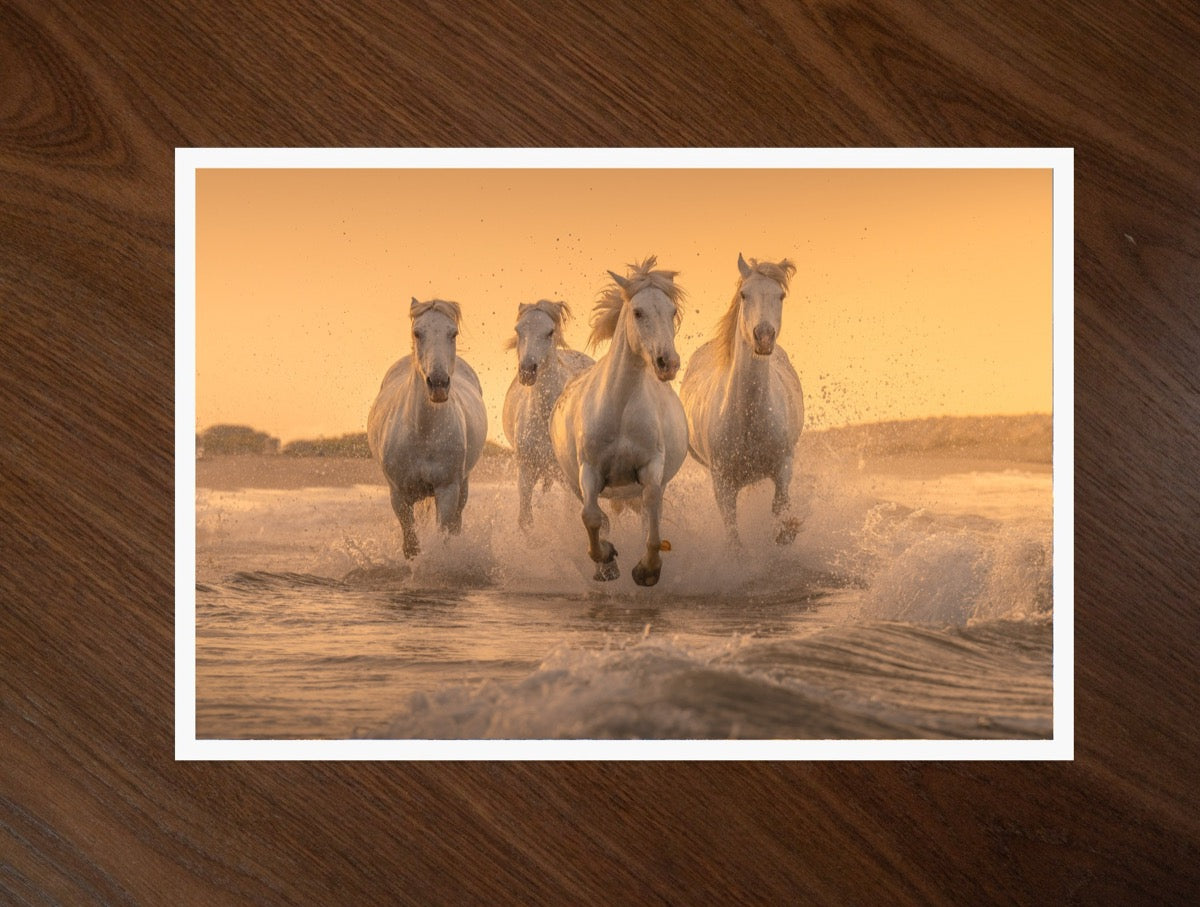 White Angels of Camargue print