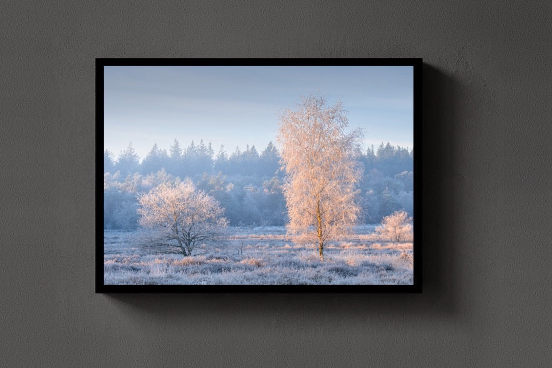 White Morning lijst