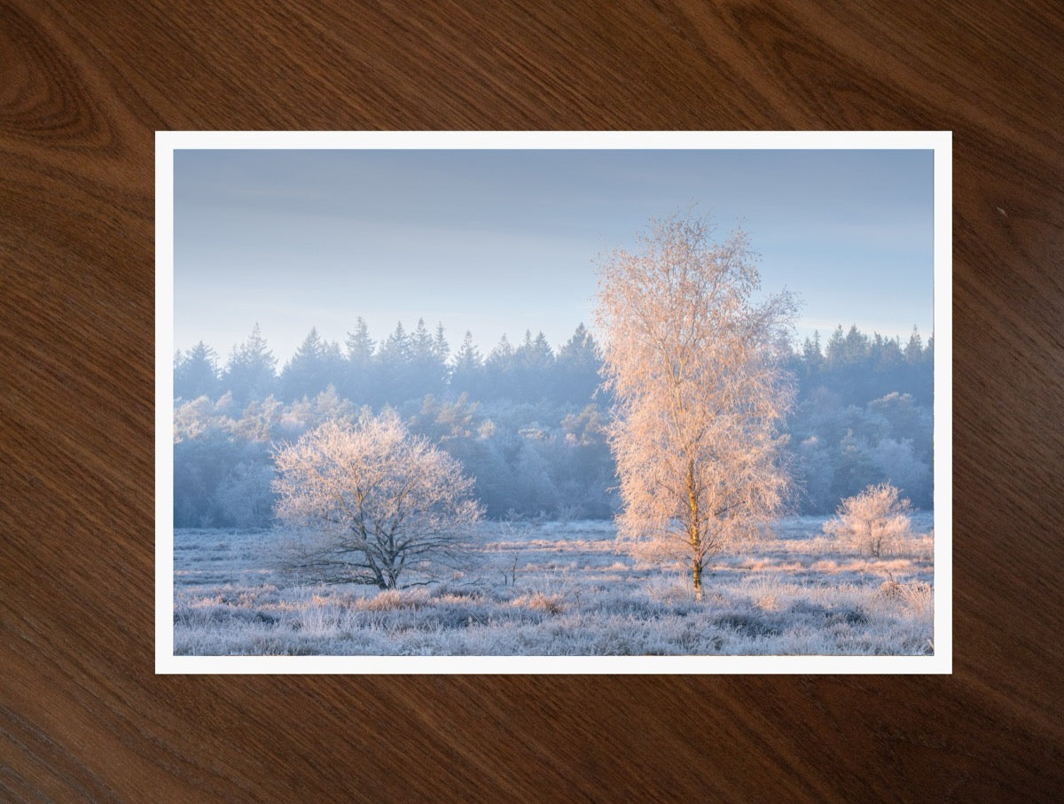 White Morning print