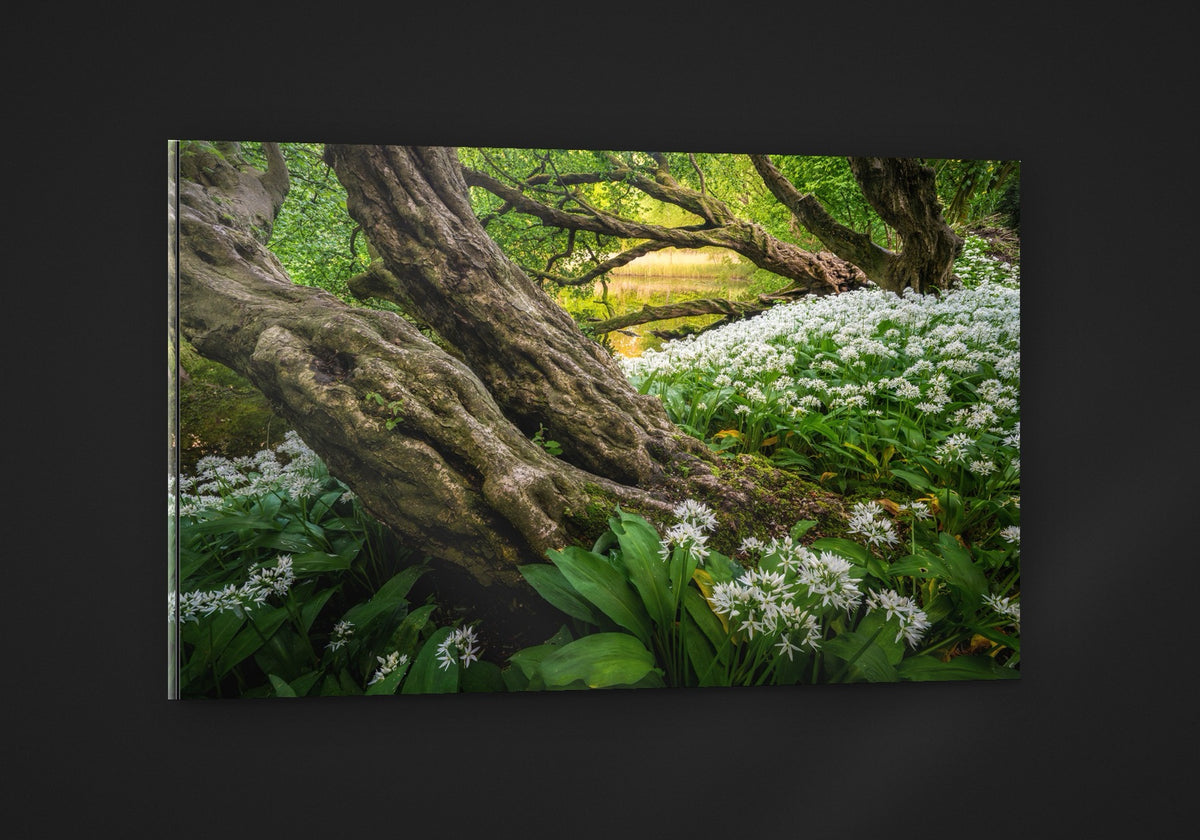 Wild Garlic Wood acryl