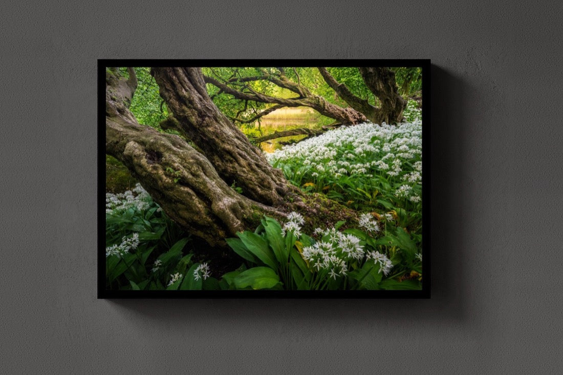 Wild Garlic Wood lijst