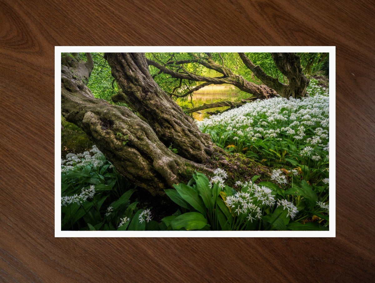 Wild Garlic Wood print