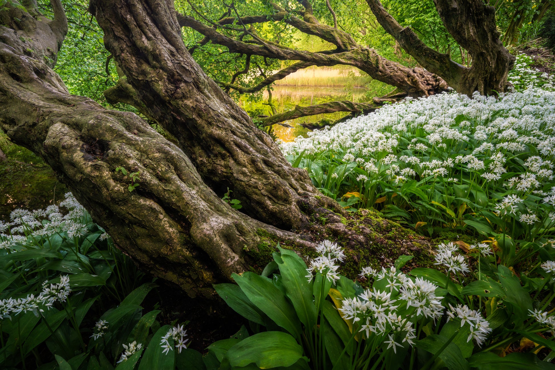 Wild Garlic Wood
