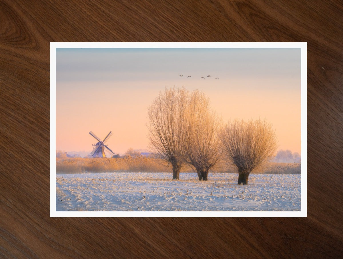 Willows in Winter print