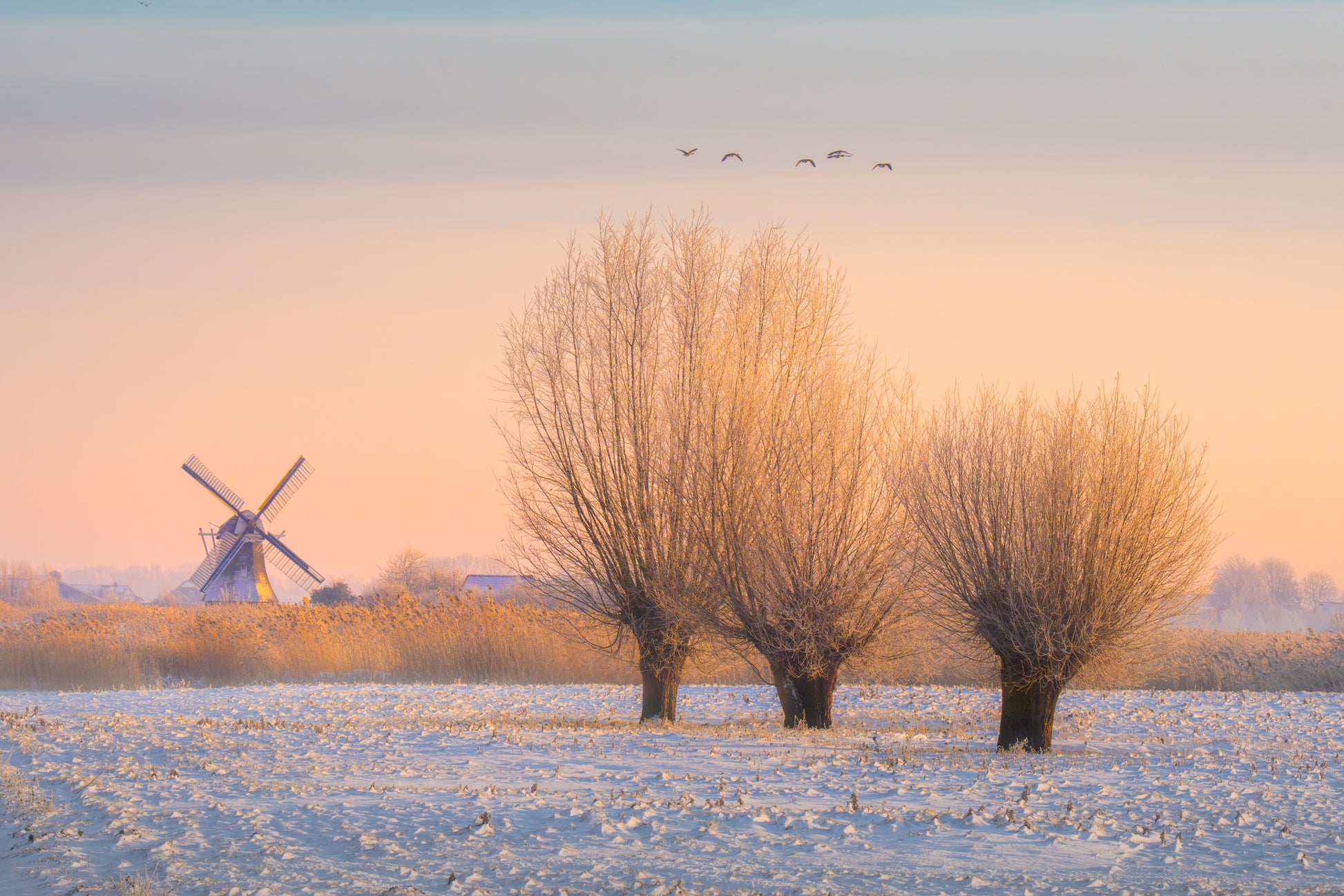Willows in Winter