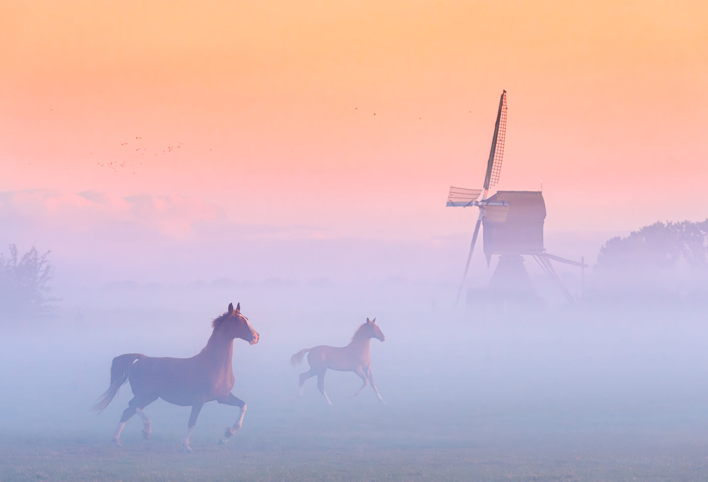 Windmill Horses