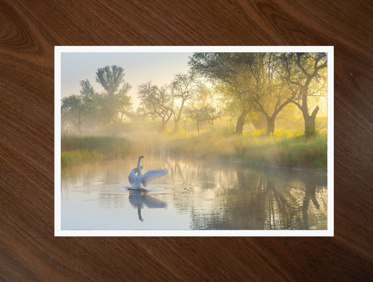 Wings of Dawn print