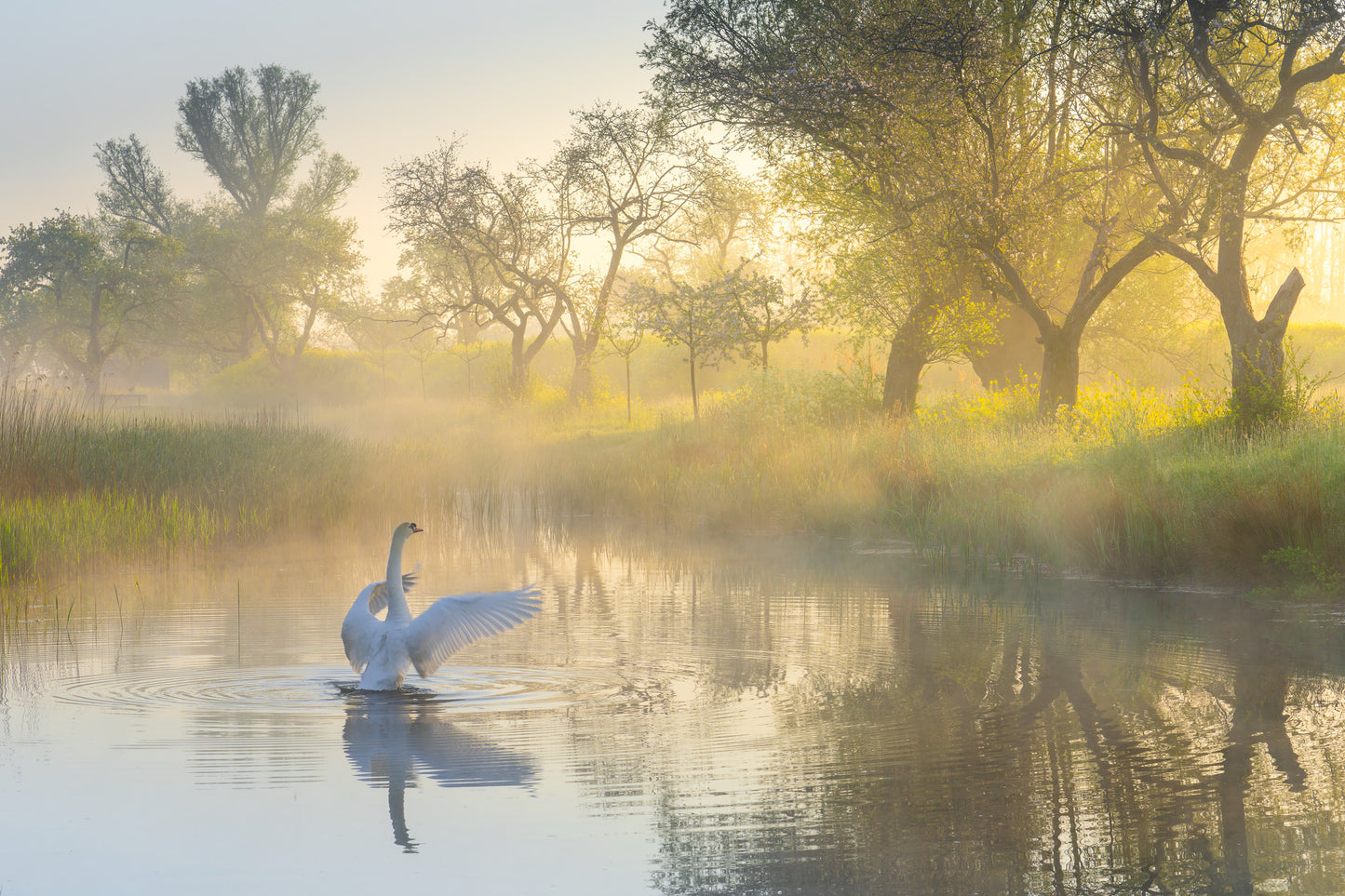 Wings of Dawn