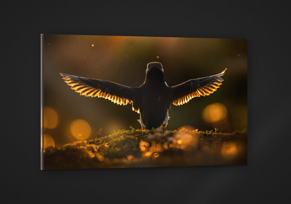 Wings of Gold acryl