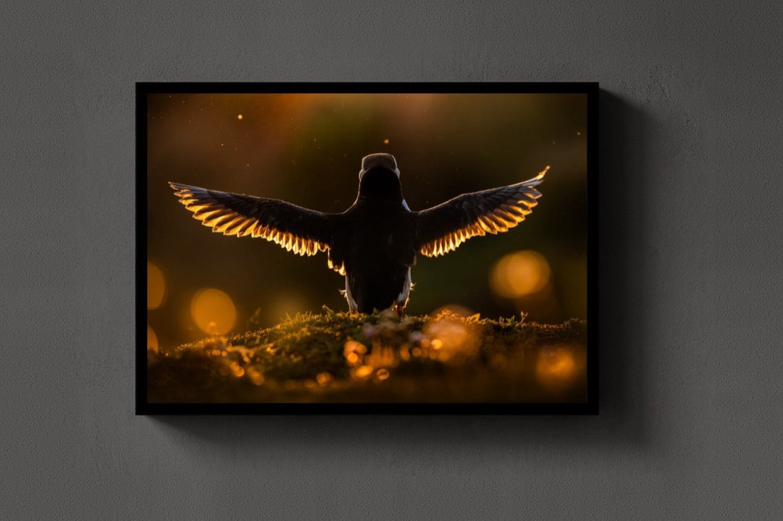 Wings of Gold lijst