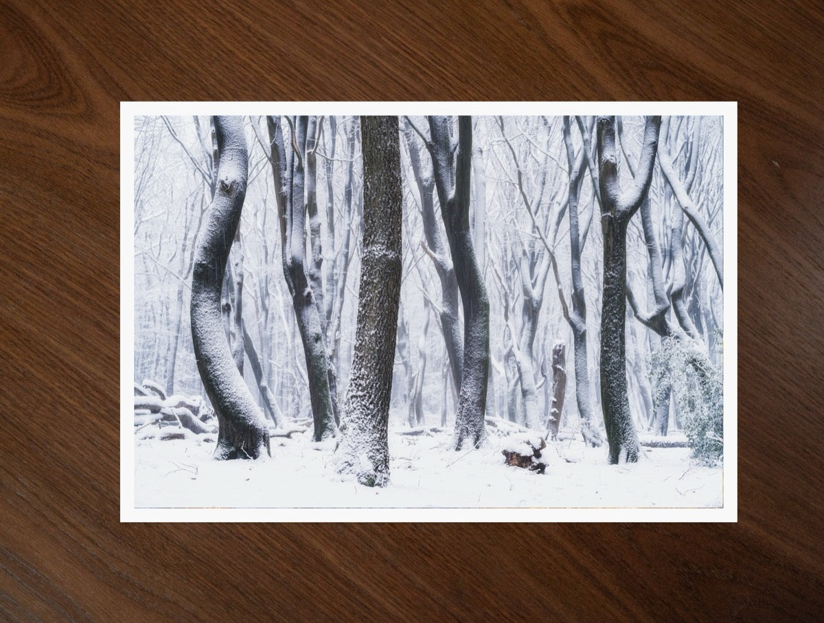 Winter Beeches print