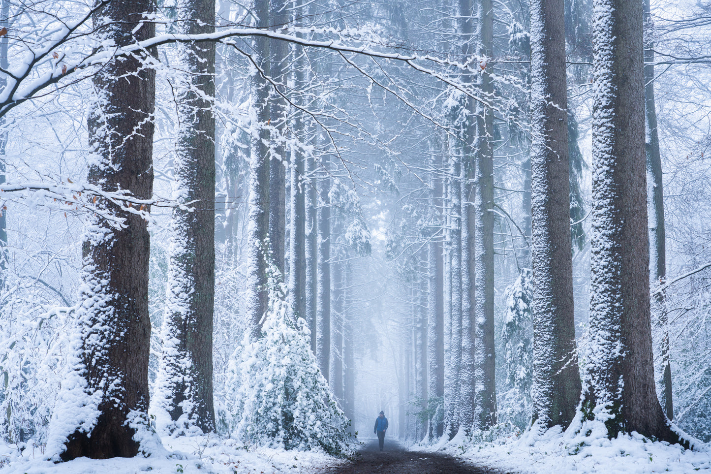 Winter Wonderland