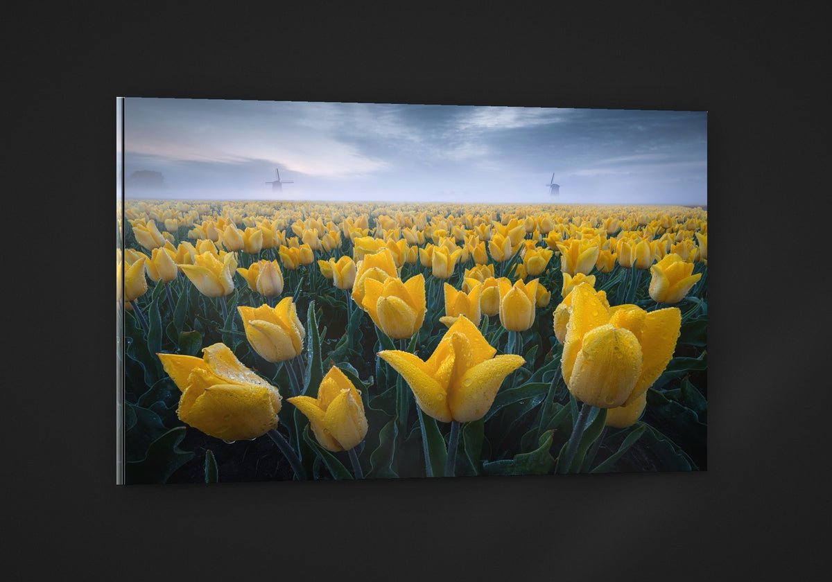 Yellow Field acryl