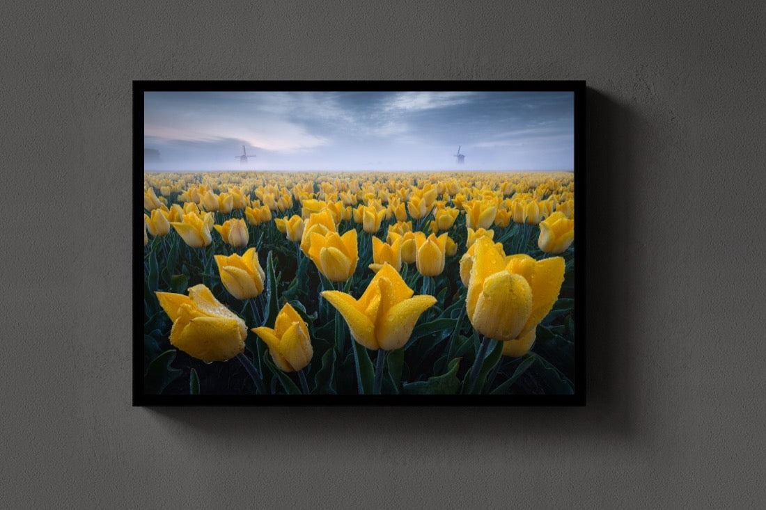 Yellow Field lijst