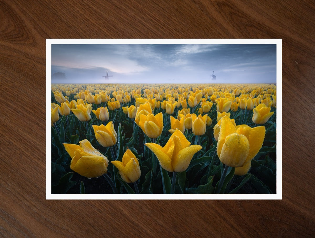 Yellow Field print