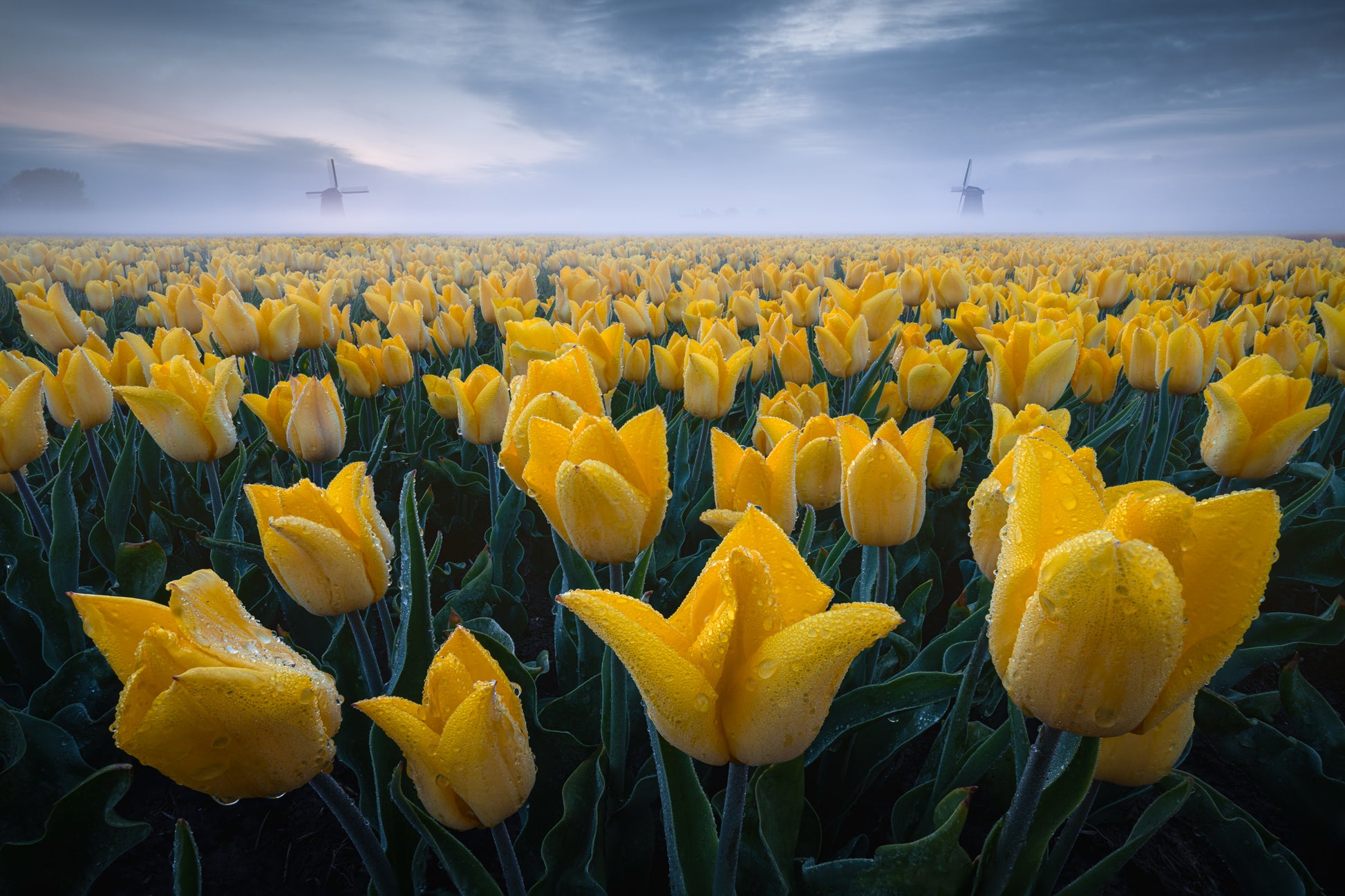 Yellow Field