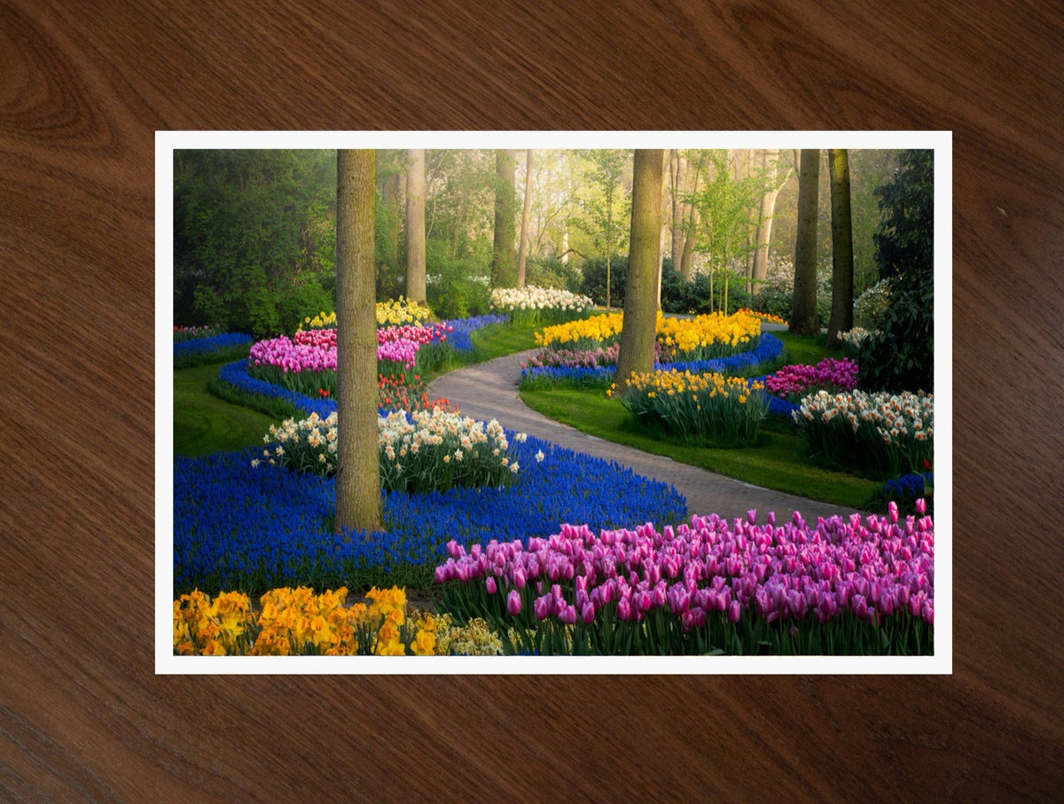 Zig Zagged Tulips print